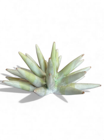 Riccio V - in Ceramica di Santo Stefano di Camastra