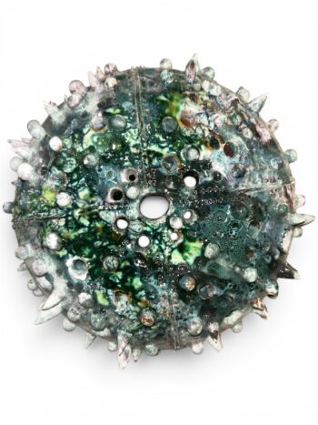 Guscio Riccio - in Ceramica di Santo Stefano di Camastra